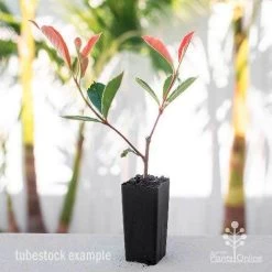 Photinia Pink Marble 21 Photinia Pink Marble -Eco Garden Shop photinia pink marble tube