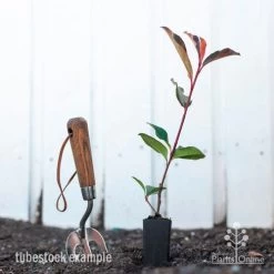 Photinia Red Robin -Eco Garden Shop photinia red robin styled 2