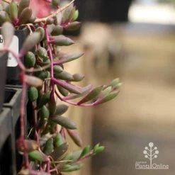 Othonna Ruby Necklace - Little Pickles - Succulent 12 Othonna Ruby Necklace - Little Pickles - Succulent -Eco Garden Shop pickles othonna