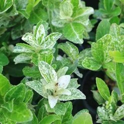 Euonymus Pierrolino - Variegated Spindle -Eco Garden Shop pierrolino img 0527