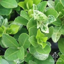 Euonymus Pierrolino - Variegated Spindle -Eco Garden Shop pierrolino leaf markings