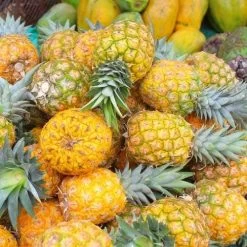 Pineapple Pure Gold 12 Pineapple Pure Gold -Eco Garden Shop pineapple gold 500