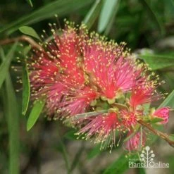 Callistemon Pink Champagne 22 Callistemon Pink Champagne -Eco Garden Shop pink champagne 1 1