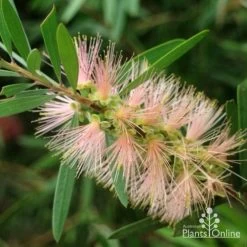 Callistemon Pink Champagne 24 Callistemon Pink Champagne -Eco Garden Shop pink champagne 3 1