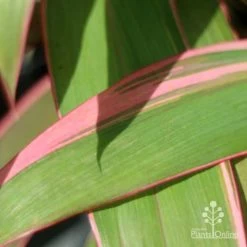 Cordyline Fruticosa Pink Diamond -Eco Garden Shop pink diamond leaf 1