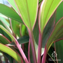 Cordyline Fruticosa Pink Diamond -Eco Garden Shop pink diamond stem