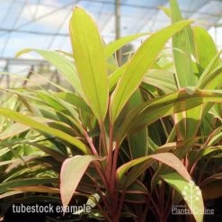 Cordyline Fruticosa Pink Diamond -Eco Garden Shop pink diamond tubestock