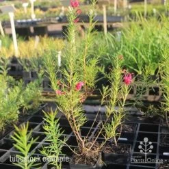 Grevillea Pink Pearl 24 Grevillea Pink Pearl -Eco Garden Shop pink pearl tubestock grevillea 1