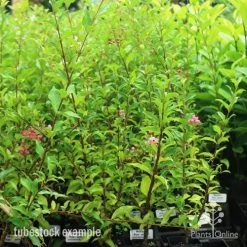 Malpighia Pixie - Acerola -Eco Garden Shop pixie tubestock in bud