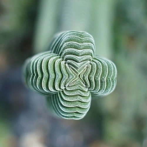 Crassula Buddha’s Temple - Succulent 2 Crassula Buddha’s Temple - Succulent - Image 2