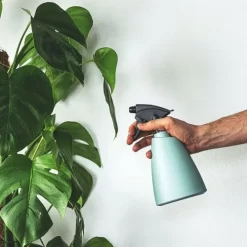 Monstera Deliciosa - Fruit Salad Plant, Swiss Cheese -Eco Garden Shop plant misting