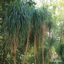 Beaucarnea - Ponytail Palm 8 Beaucarnea - Ponytail Palm -Eco Garden Shop ponytail 1 1