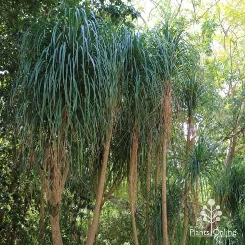 Beaucarnea - Ponytail Palm 4 Beaucarnea - Ponytail Palm - Image 4