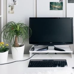 Beaucarnea - Ponytail Palm 7 Beaucarnea - Ponytail Palm -Eco Garden Shop ponytail home office