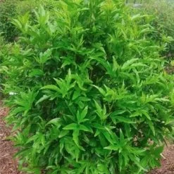 Hibiscus Popsicle 13 Hibiscus Popsicle -Eco Garden Shop popsicle shrub