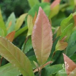 Elaeocarpus Prima Donna - Blueberry Ash -Eco Garden Shop prima donna leaf