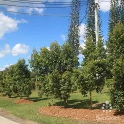 Elaeocarpus Prima Donna - Blueberry Ash -Eco Garden Shop prima donna nursery drive