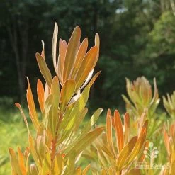 Protea Pink Ice 16 Protea Pink Ice -Eco Garden Shop protea pink ice in sunshine