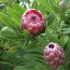 Protea Pink Ice