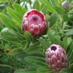 Protea Pink Ice
