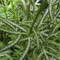 Pteris - Slender Brake Fern -Eco Garden Shop pteris victoiare