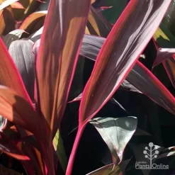 Cordyline Fruticosa Purple Prince -Eco Garden Shop purple prince leaf colour