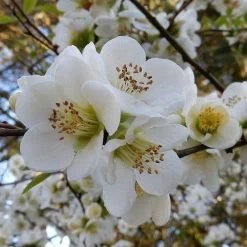 Chaenomeles Nivalis - Japanese Quince -Eco Garden Shop quince nivalis crop