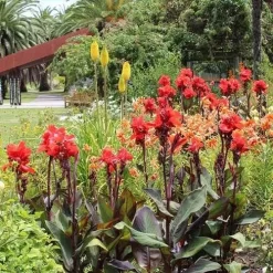 Canna Americana - 1 Bulb -Eco Garden Shop red canna plant dark leaves