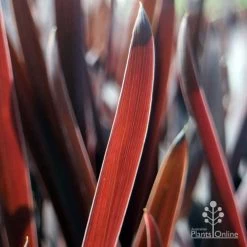 Cordyline Australis Red Sensation -Eco Garden Shop red sensation leaf