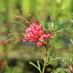 Grevillea Red Wings -Eco Garden Shop redwings flower close