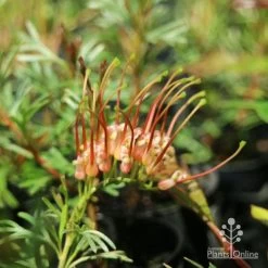 Grevillea Red Wings -Eco Garden Shop redwings fully open flower