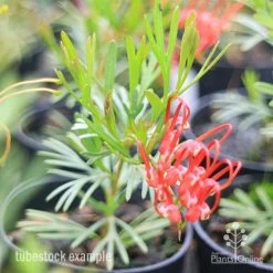 Grevillea Red Wings -Eco Garden Shop redwings tubestck