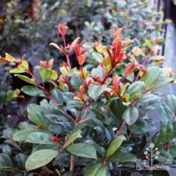 Syzygium Resilience - Lilly Pilly 14 Syzygium Resilience - Lilly Pilly -Eco Garden Shop resilience leaf colour