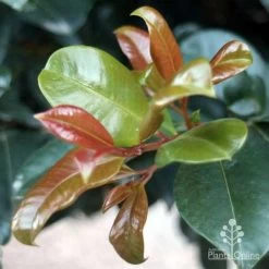 Syzygium Resilience - Lilly Pilly 16 Syzygium Resilience - Lilly Pilly -Eco Garden Shop resilience leaf colours
