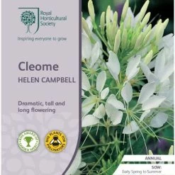 Cleome - Spider Flower - Seed