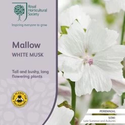 Musk Mallow - Seed