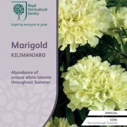 Marigold Kilimanjaro White - Seed