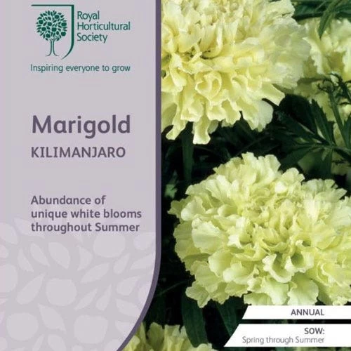 Marigold Kilimanjaro White - Seed 1 Marigold Kilimanjaro White - Seed