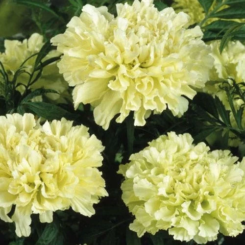 Marigold Kilimanjaro White - Seed 2 Marigold Kilimanjaro White - Seed - Image 2