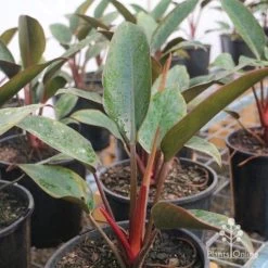 Philodendron Rojo Congo -Eco Garden Shop rojo congo large size