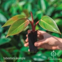 Philodendron Rojo Congo -Eco Garden Shop rojo congo tube in hand