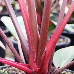 Philodendron Rojo Congo -Eco Garden Shop rojo stem colour