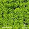 Sagina Subulata Aurea – Scotch Moss