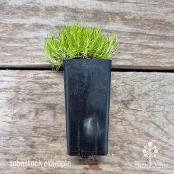Sagina Subulata Aurea – Scotch Moss -Eco Garden Shop sagina aurea 3