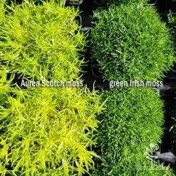 Sagina Subulata Aurea – Scotch Moss -Eco Garden Shop sagina comparison 2