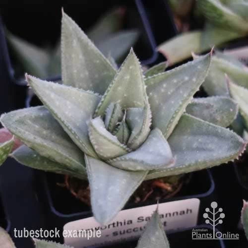 Haworthia Savanna - Succulent 2 Haworthia Savanna - Succulent - Image 2