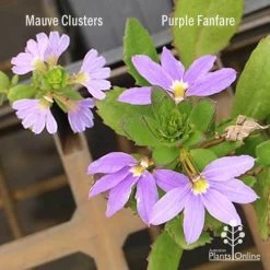 Scaevola Purple Fanfare - Fan Flower -Eco Garden Shop scaevola mauve clusters left fanfare right