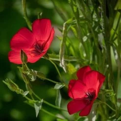 Flax Scarlet - Seed -Eco Garden Shop scarlet flax 1