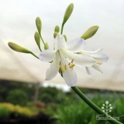 Agapanthus Silver Baby -Eco Garden Shop silver baby agapanthus below