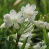 Agapanthus Silver Baby